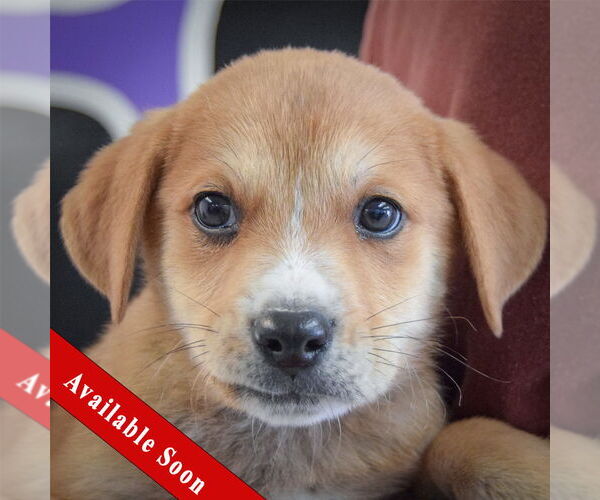 Medium Photo #1 German Shepherd Dog-Unknown Mix Puppy For Sale in Huntley, IL, USA