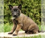 Small #3 Belgian Malinois