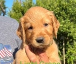 Puppy Lt Green Collar Golden Retriever