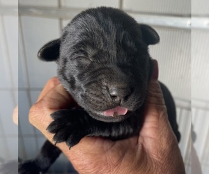 Labrador Retriever Puppy for sale in OSYKA, MS, USA