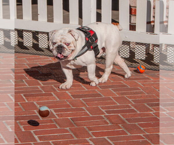 Medium Photo #3 Bulldog Puppy For Sale in San Jose, CA, USA