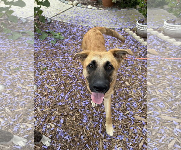 Medium Photo #2 Mutt Puppy For Sale in Fallbrook, CA, USA