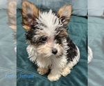 Small #10 Yorkshire Terrier