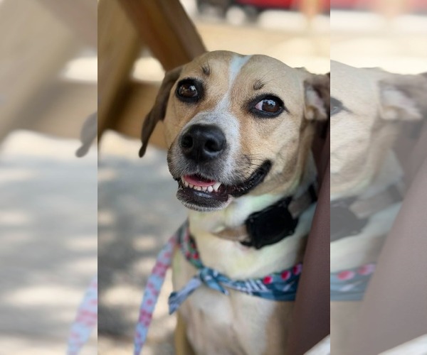Medium Photo #7 Beagle-Unknown Mix Puppy For Sale in Greenville, SC, USA