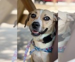 Small Photo #7 Beagle-Unknown Mix Puppy For Sale in Greenville, SC, USA