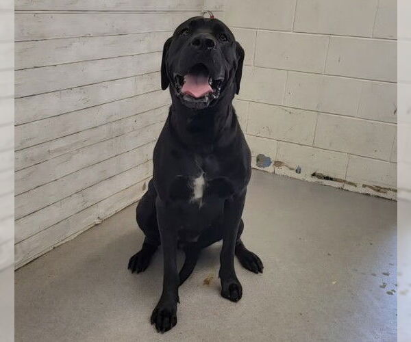 Medium Photo #1 Great Dane-Labrador Retriever Mix Puppy For Sale in San Bernardino, CA, USA