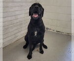Small Great Dane-Labrador Retriever Mix