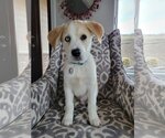 Small Photo #16 Labrador Retriever Puppy For Sale in Spring, TX, USA
