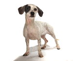 Small #1 Chihuahua