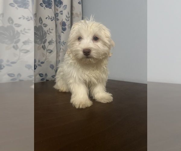 Medium Photo #16 Havanese Puppy For Sale in DURHAM, CT, USA