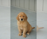 Puppy 3 Golden Retriever