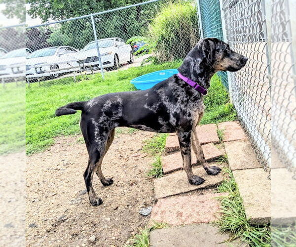 Medium Photo #7 Catahoula Leopard Dog Puppy For Sale in South Bend, IN, USA