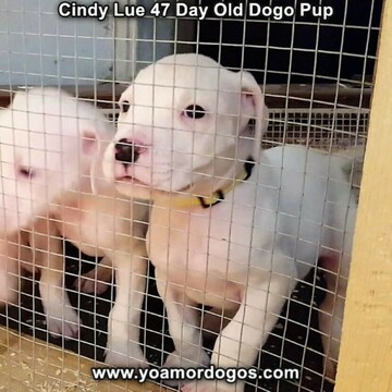Medium Photo #64 Dogo Argentino Puppy For Sale in PINEVILLE, MO, USA