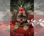 Small Yorkshire Terrier
