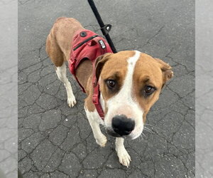 Mutt Dogs for adoption in Alameda, CA, USA