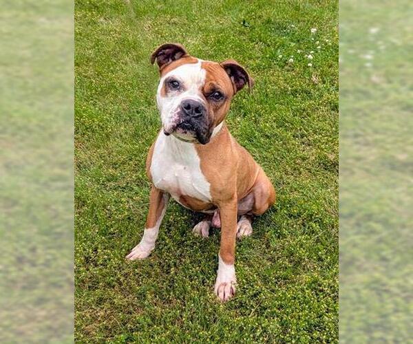 Medium Photo #1 Boxer Puppy For Sale in Akron, OH, USA