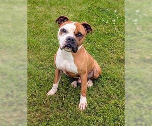 Boxer Dogs for adoption in Akron, OH, USA