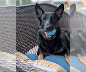 German Shepherd Dog-Unknown Mix Dogs for adoption in Oro Medonte, Ontario, Canada