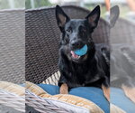 Small German Shepherd Dog Mix