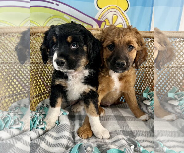 Medium Photo #1 Colonial Cocker Spaniel-Unknown Mix Puppy For Sale in Bellevue, WA, USA