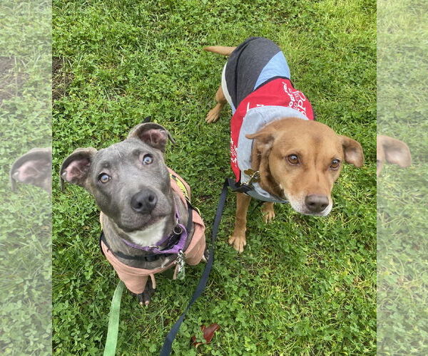 Medium Photo #4 Mutt Puppy For Sale in Davis, CA, USA