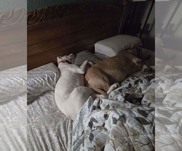 Medium Photo #27 Boxer-Unknown Mix Puppy For Sale in Germantown, OH, USA