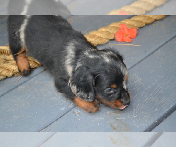 Medium Photo #4 Dachshund Puppy For Sale in GREENWOOD, WI, USA