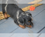 Small Photo #17 Dachshund Puppy For Sale in GREENWOOD, WI, USA