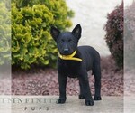 Small #2 Belgian Malinois