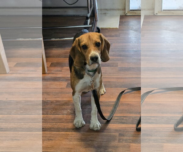 Medium Photo #9 Beagle Puppy For Sale in Las Vegas, NV, USA