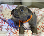 Small Photo #10 American Bully Puppy For Sale in OVERLAND, KS, USA
