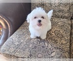 Small #3 Maltese