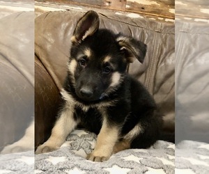 German Shepherd Dog Puppy for Sale in BRIGHTON, Colorado USA