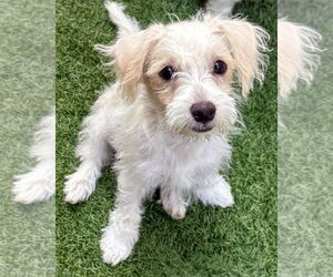 Maltipoo Dogs for adoption in Corona, CA, USA