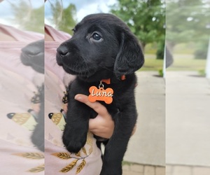 Labrador Retriever Puppy for sale in GOBLES, MI, USA