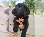 Small Photo #1 Labrador Retriever Puppy For Sale in GOBLES, MI, USA