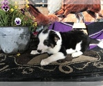 Small #5 Border Collie