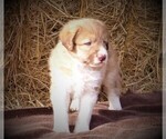 Small Photo #26 Bordoodle Puppy For Sale in OLATHE, CO, USA
