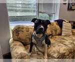 Small #11 American Pit Bull Terrier-American Staffordshire Terrier Mix