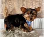 Small #1 Yorkshire Terrier