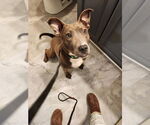 Small #1 Mutt