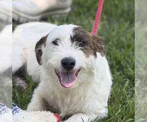 Mutt Dogs for adoption in Yardley, PA, USA
