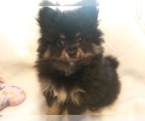 Pomeranian Puppy for sale in LAUREL, MS, USA