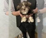 Small Photo #5 Schnauzer (Miniature) Puppy For Sale in BOYLESTON, IN, USA