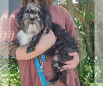 Small #1 Shih Apso