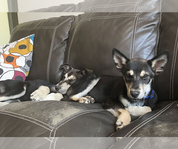 Medium Photo #5 Siberian Husky-Unknown Mix Puppy For Sale in Cedar Crest, NM, USA
