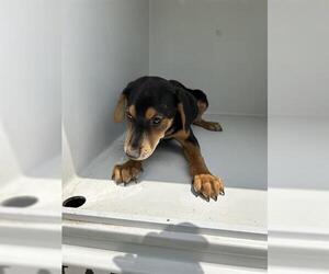 German Shepherd Dog Dogs for adoption in Houston, TX, USA