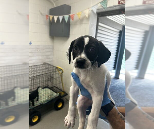 Medium Photo #1 Mutt Puppy For Sale in San Bernardino, CA, USA