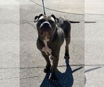 Small #3 American Pit Bull Terrier-American Staffordshire Terrier Mix