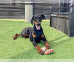 Small #1 Doberman Pinscher